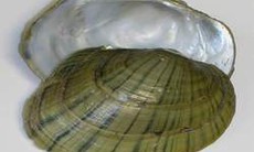 Trai điệp - Thức ăn, vị thuốc